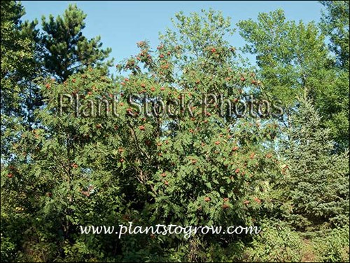 Showy Mountain Ash (Sorbus decora)
Growing along the road running along the breach of the Point. (early September)